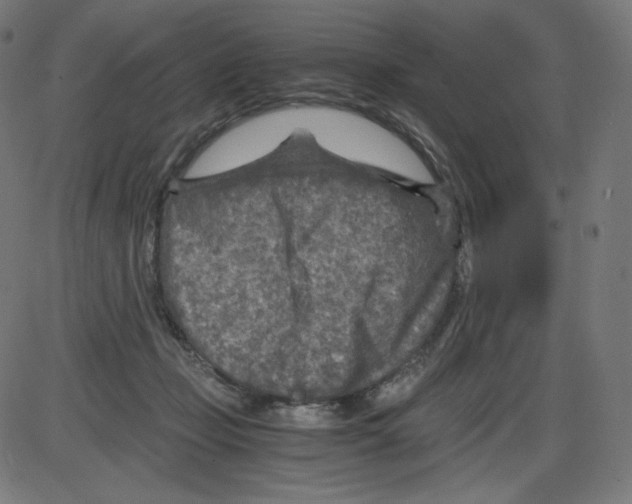 X0000084030365200703161812