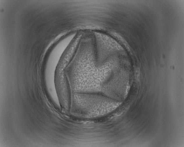 X0000084030395200703161811