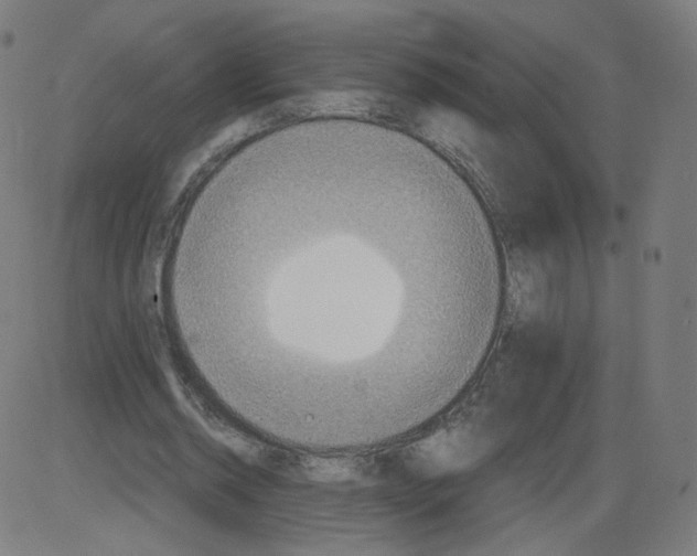 X0000084030534200703161808