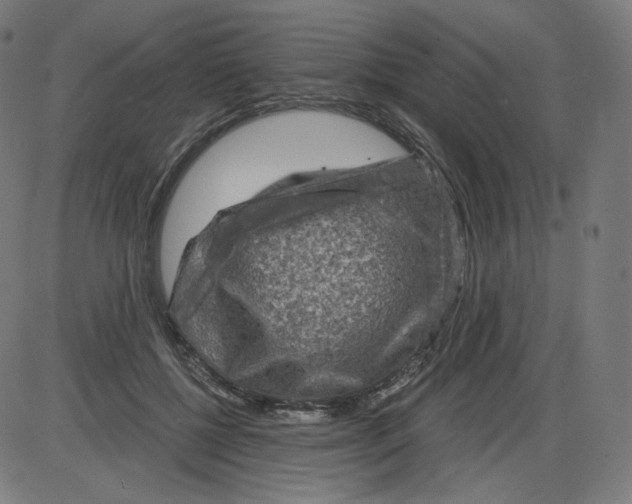 X0000084030552200703161808