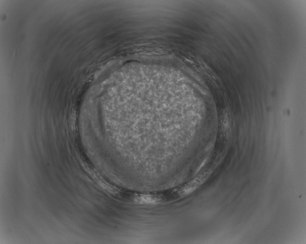 X0000084030565200703161809