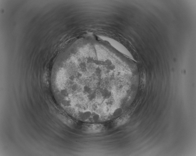 X0000084030663200703161807