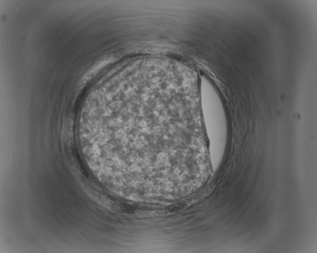 X0000084030679200703161806