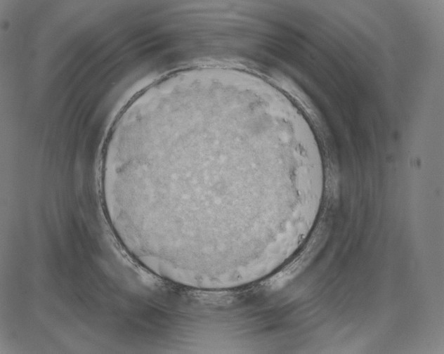 X0000084030856200703161804