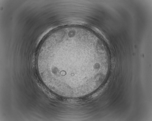 X0000084030875200703161803