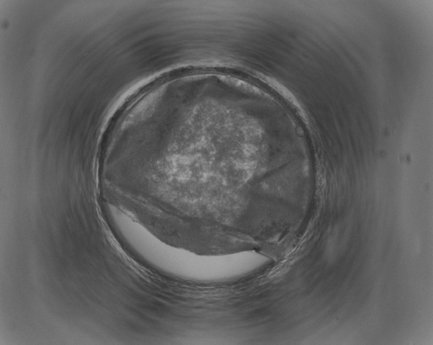 X0000084030935200703161802