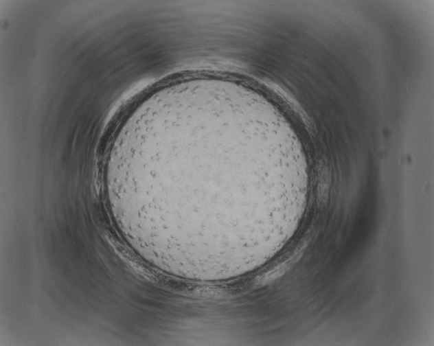 X0000084030974200703161801