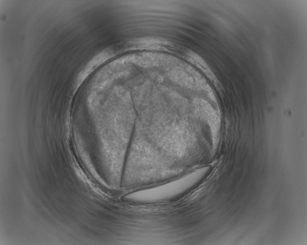 X0000084030994200703161801