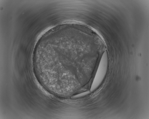 X0000084030995200703161801