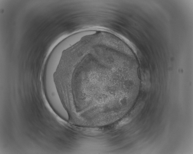 X0000084031007200703161801