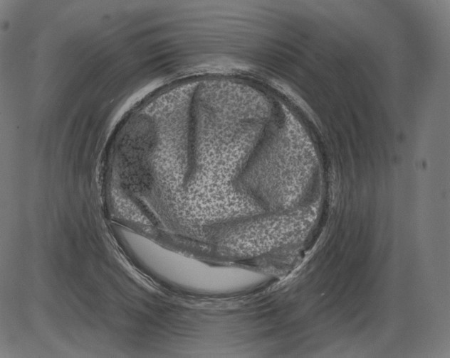 X0000084031026200703161800