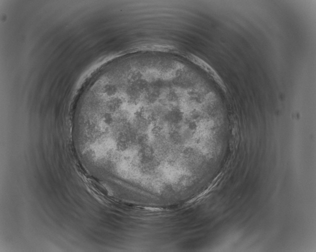 X0000084031027200703161800