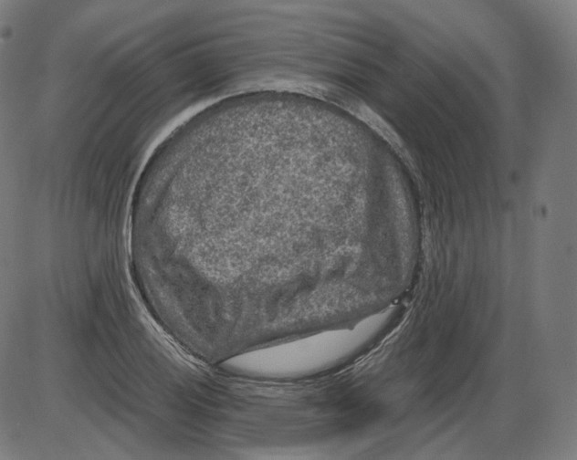 X0000084031028200703161800