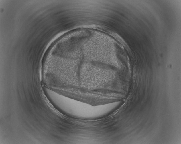 X0000084031036200703161800