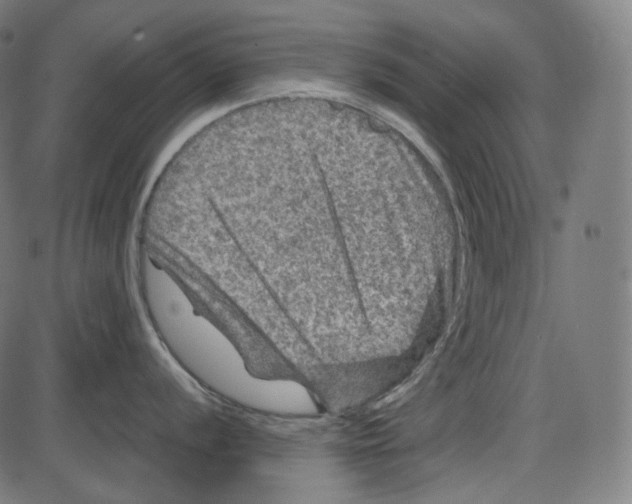 X0000084031056200703161801