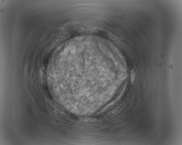 X0000084031059200703161800