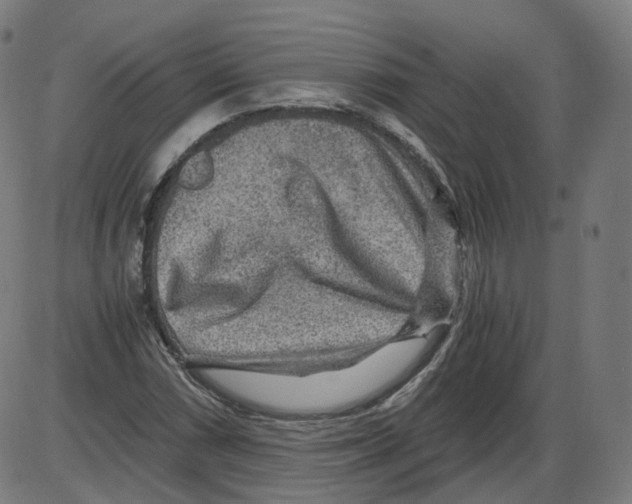 X0000084031066200703161800