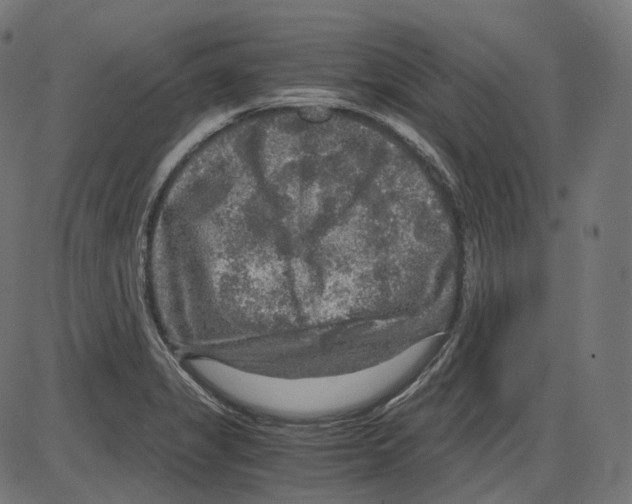 X0000084031325200703161755