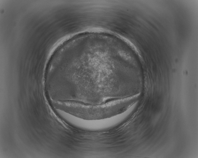 X0000084031327200703161755