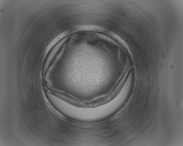 X0000084031330200703161756