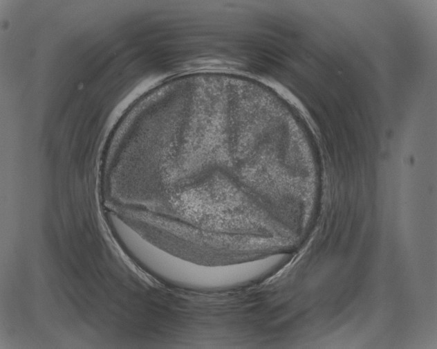 X0000084031333200703161756