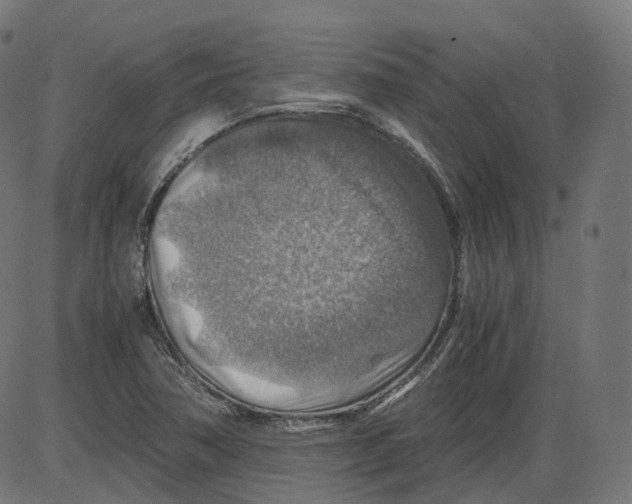 X0000084031362200703161755