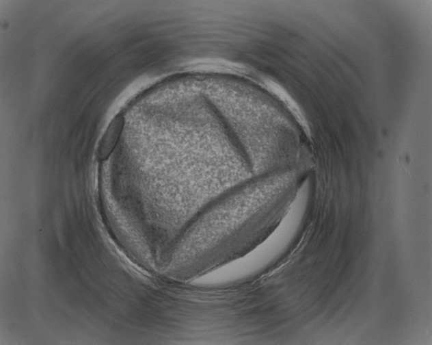 X0000084031376200703161754