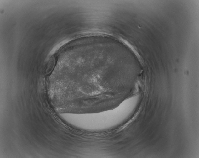 X0000084031453200703161753