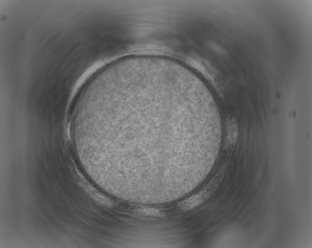 X0000084031462200703161753