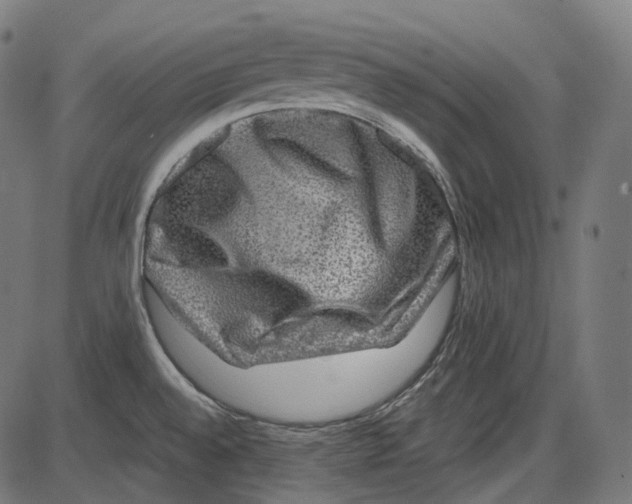 X0000084031528200703161752