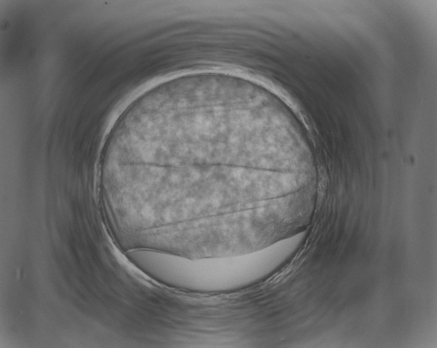 X0000084031535200703161753