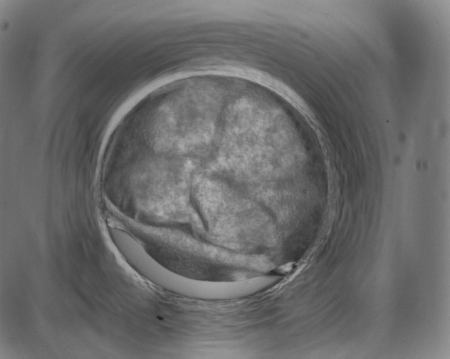 X0000084031536200703161753