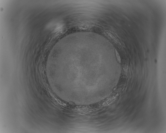 X0000084040817200702161432
