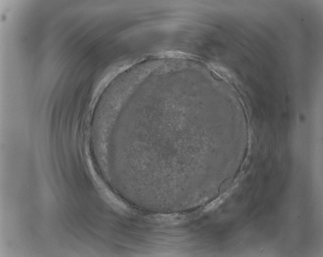 X0000084040049200703022159