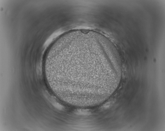 X0000084040296200703022156