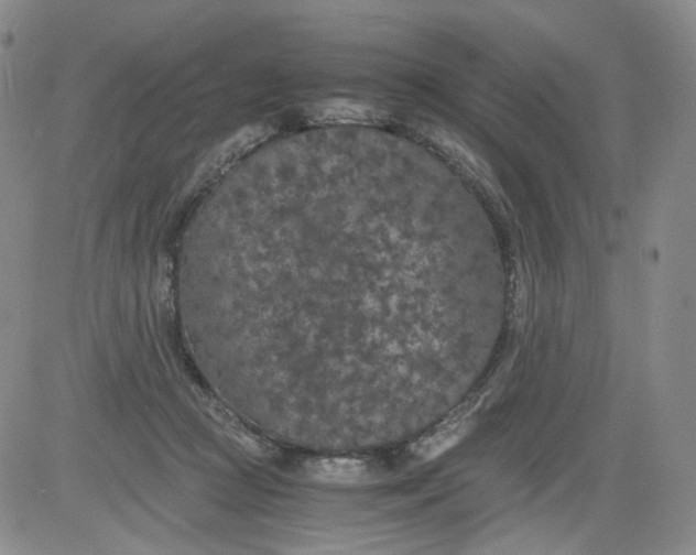 X0000084040361200703022155