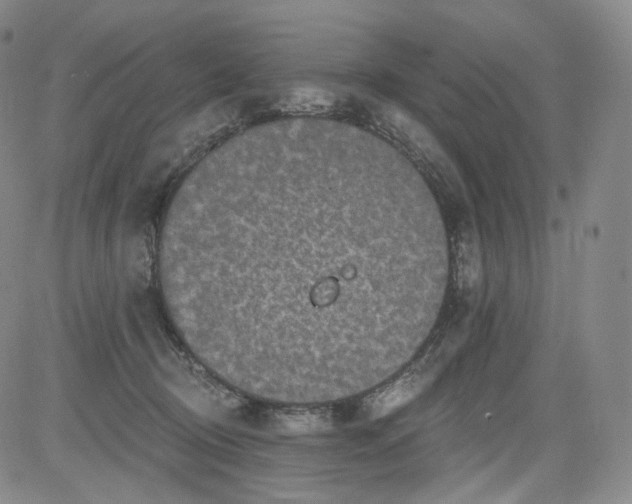 X0000084040370200703022155