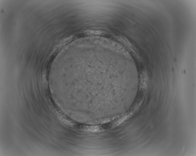 X0000084040377200703022155