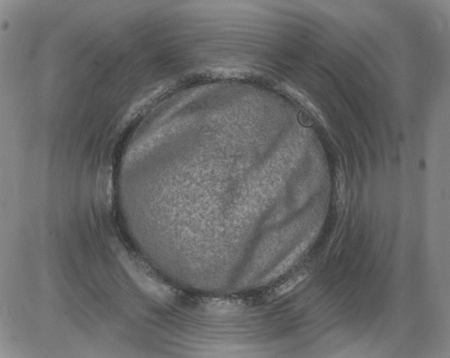 X0000084040494200703022152