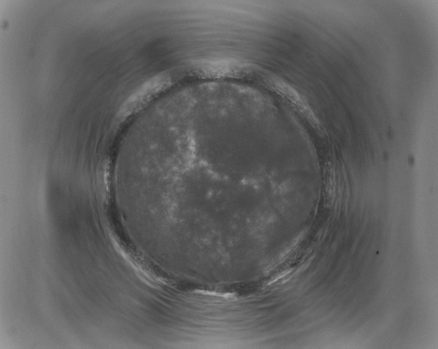 X0000084040590200703022151