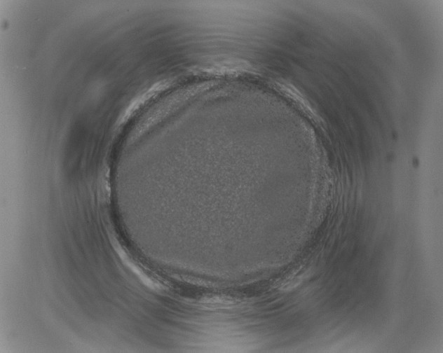 X0000084040634200703022150