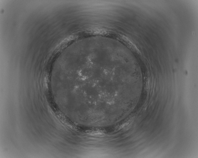 X0000084040643200703022150