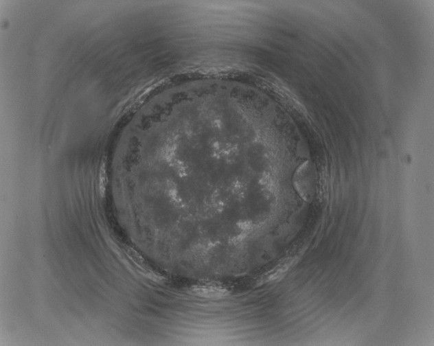 X0000084040644200703022150