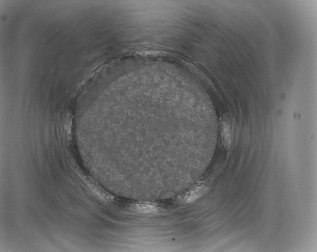 X0000084040668200703022150