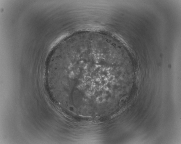 X0000084040679200703022149