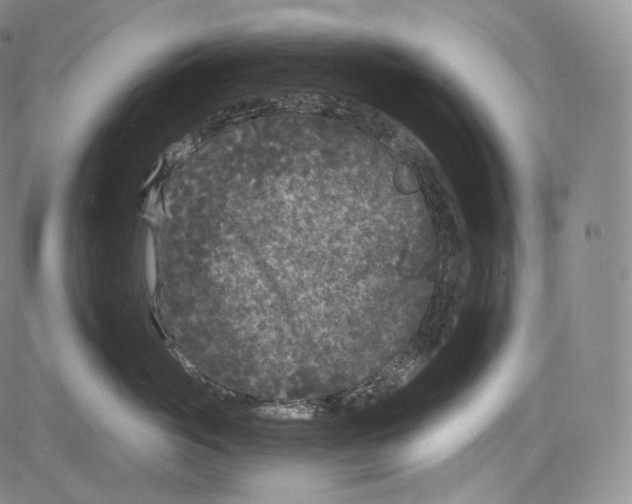 X0000084040765200703022149