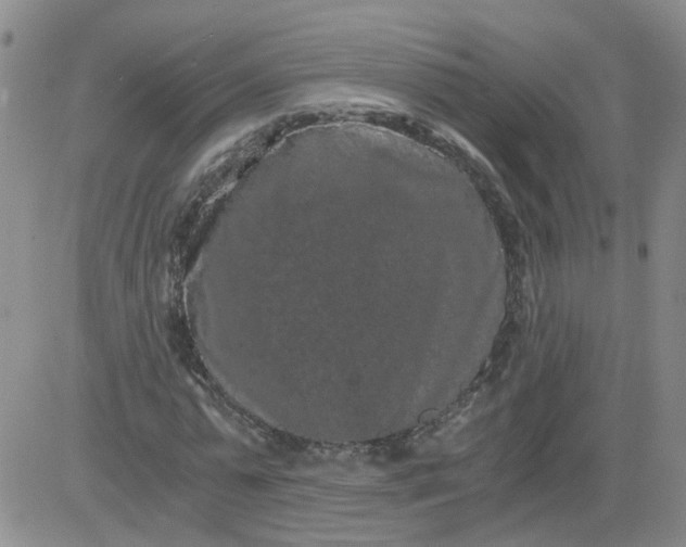 X0000084040775200703022148