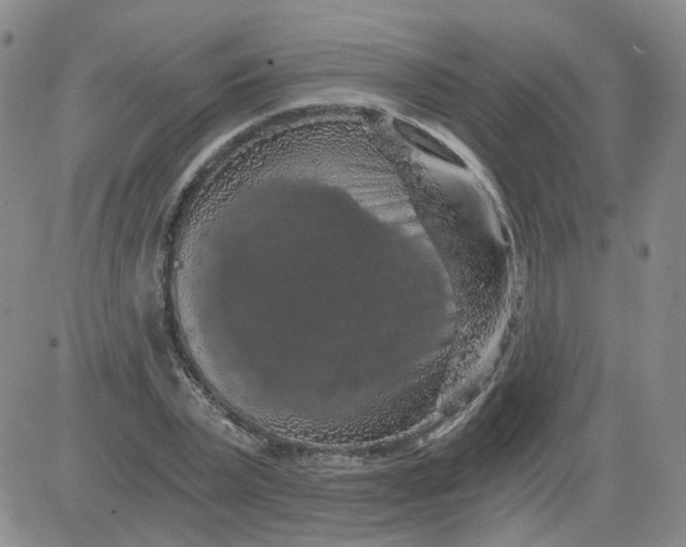 X0000084040783200703022148