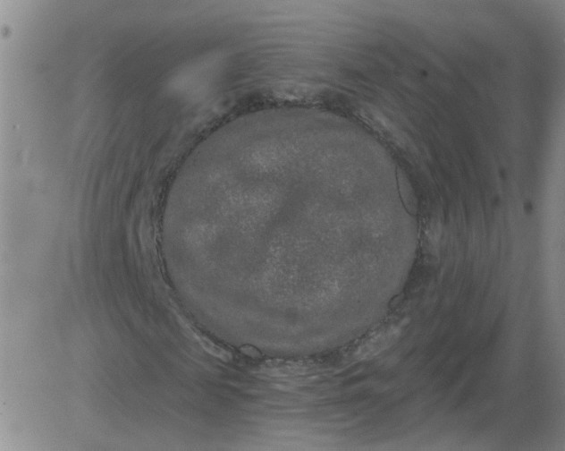 X0000084040817200703022146