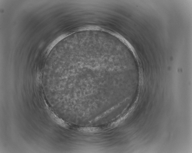 X0000084040953200703022145